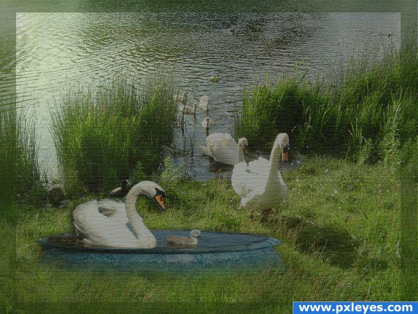 swan pool